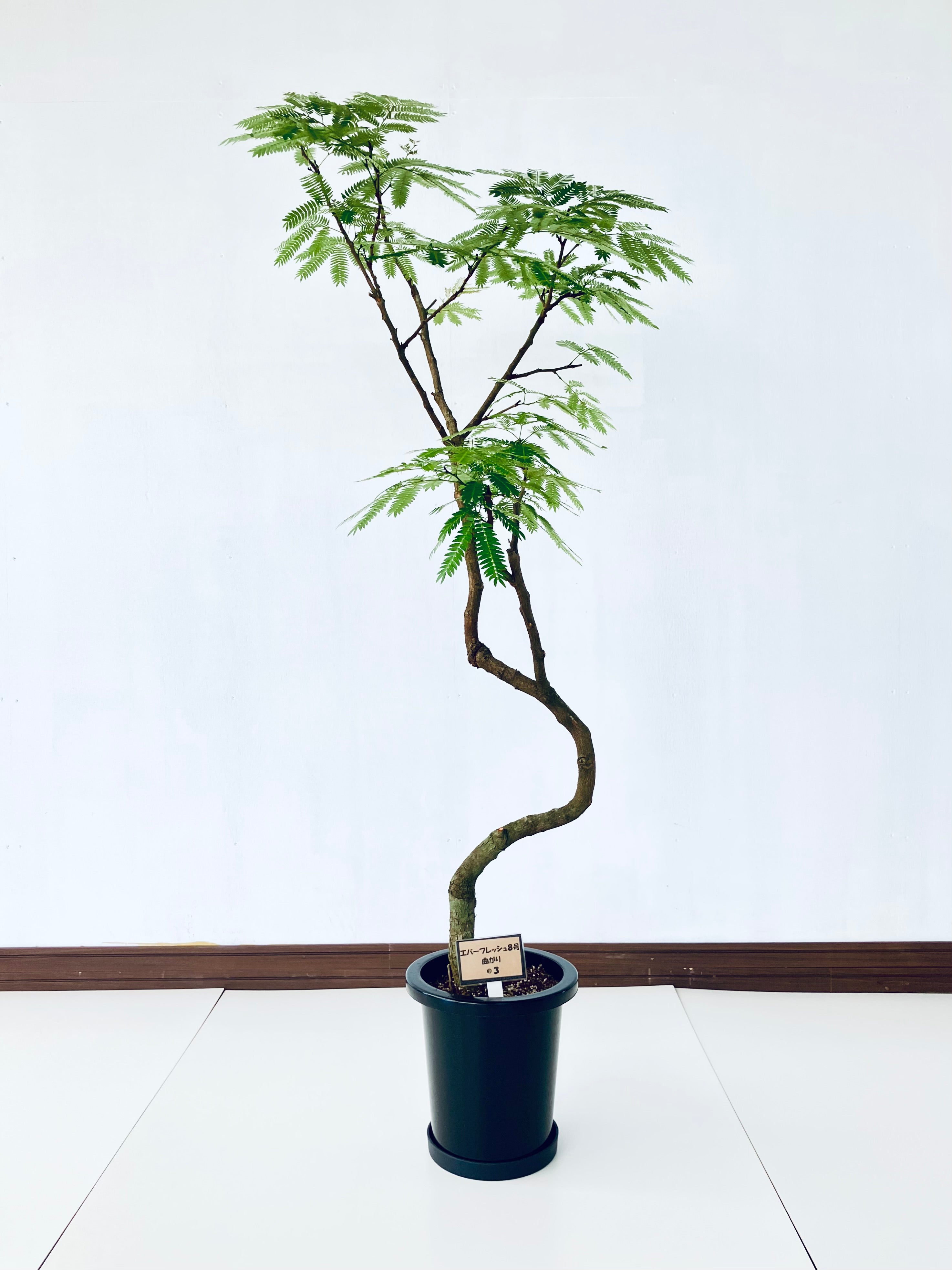 ☆エバーフレッシュ 沖縄産•曲がり仕立て♪ 8号 125cm♪ エバーフレッシュ 8号の現品商品 | 観葉植物通販AONOKI（あおのき）