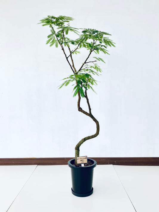 現品商品＠3 エバーフレッシュ 8号 曲がり（高さ：153cm、幅：86cm）