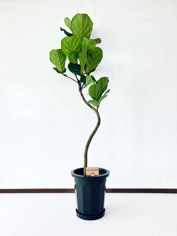 現品商品＠2 カシワバゴム 10号（高さ：167cm、幅：56cm）