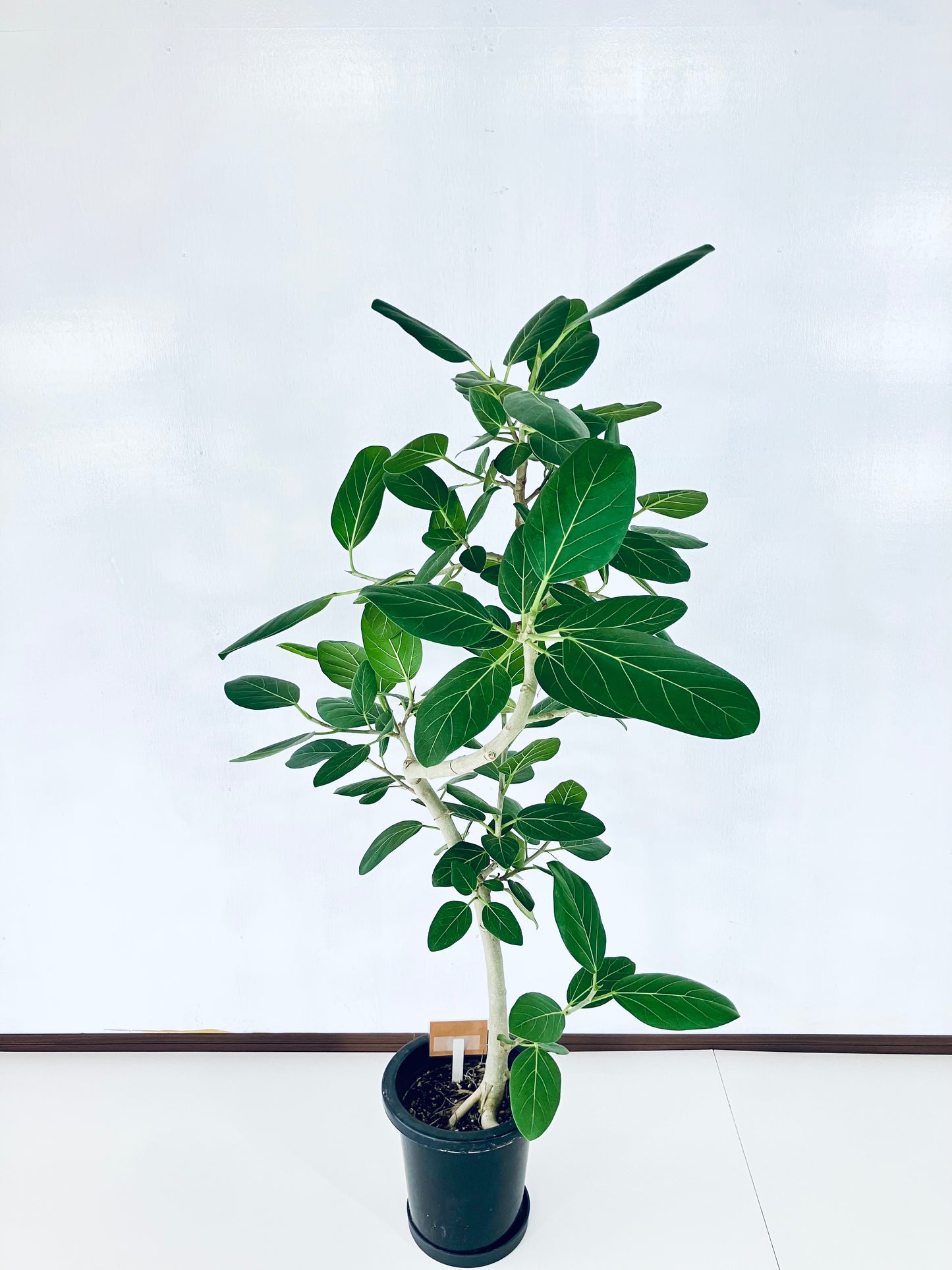 現品商品＠4 ベンガレンシス 8号（高さ：142cm、幅：100cm）