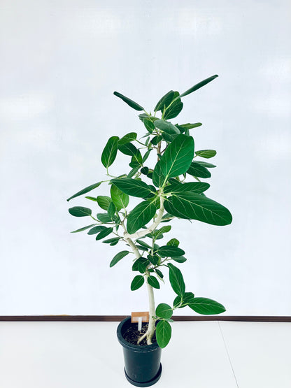 現品商品＠4 ベンガレンシス 8号（高さ：142cm、幅：100cm）