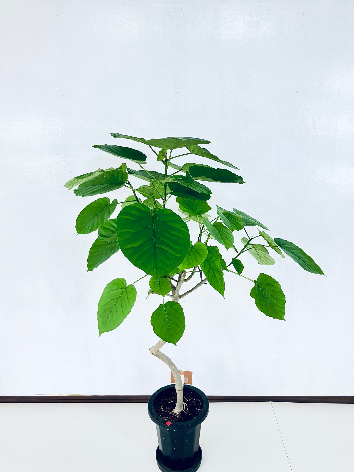 現品商品＠4 ウンベラータ 8号 曲がりМ（高さ：131cm、幅：95cm）