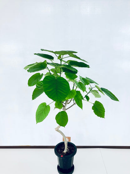 現品商品＠4 ウンベラータ 8号 曲がりМ（高さ：131cm、幅：95cm）