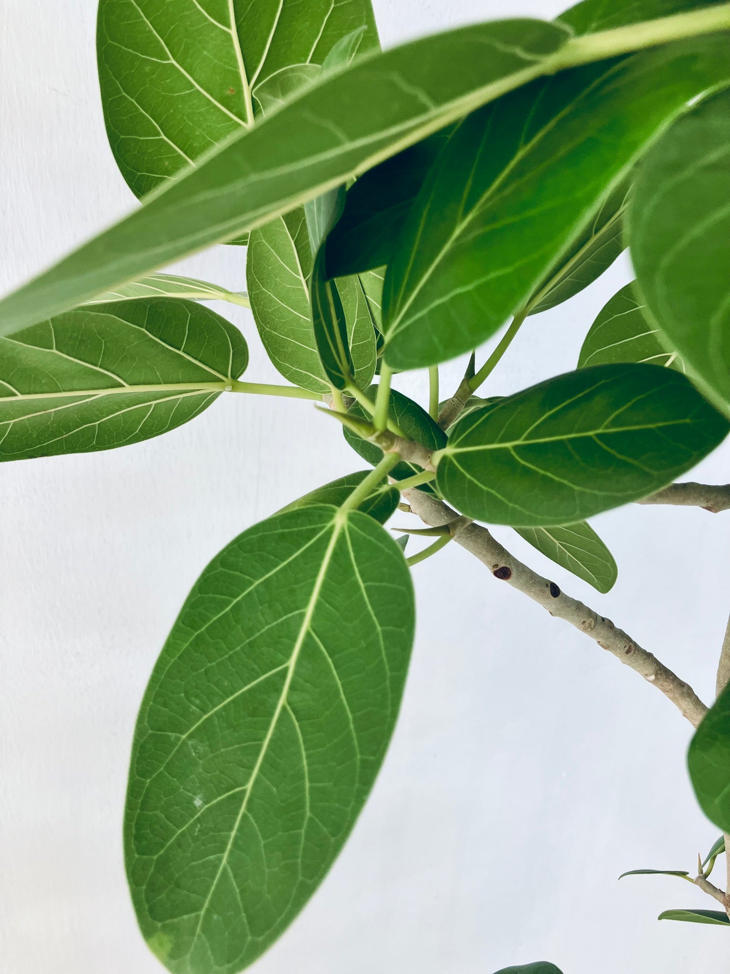 現品商品@1 ベンガレンシス 10号（高さ：175cm、幅：80cm）