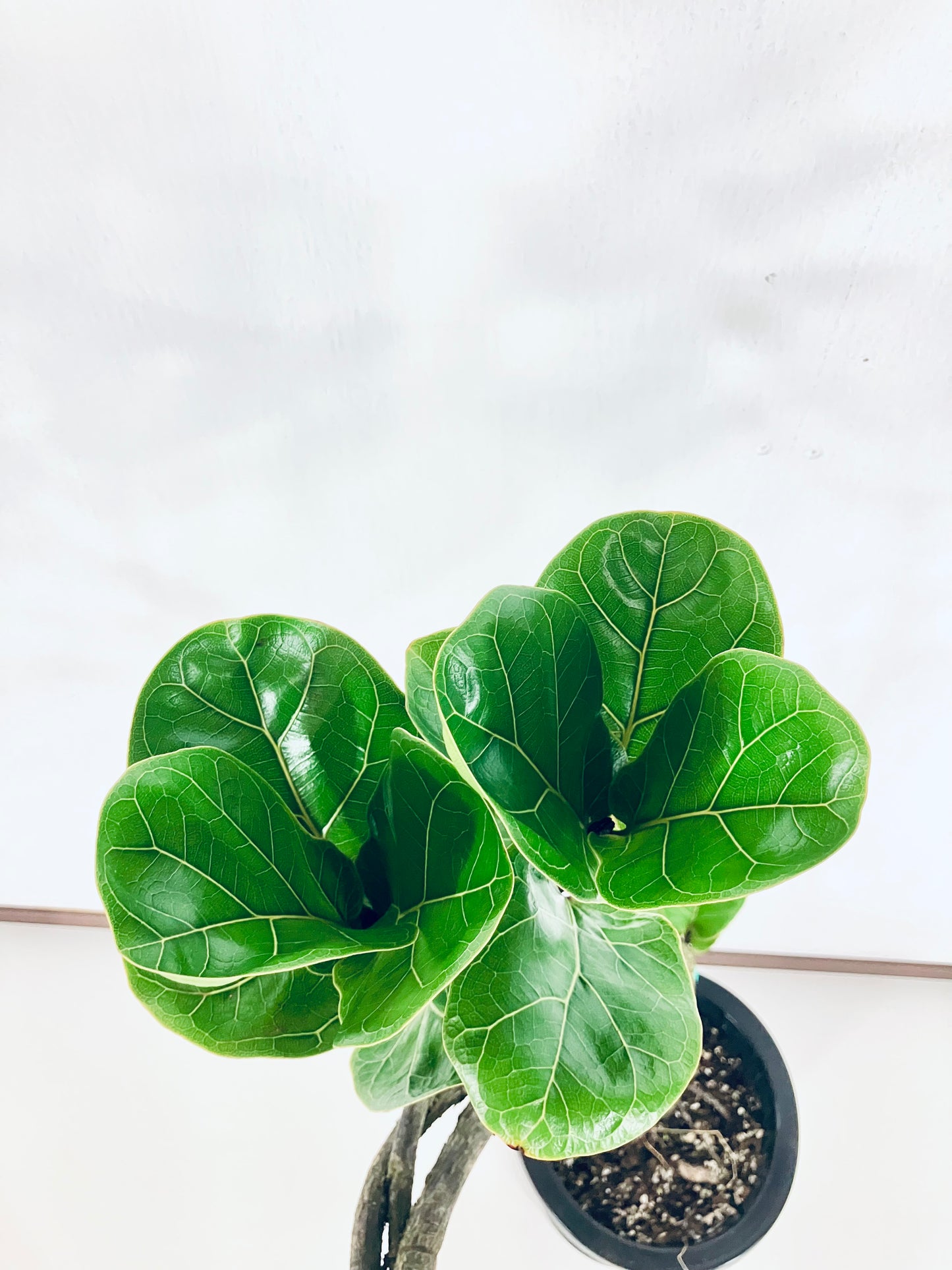 【Unique Form】バンビーノ 8号（高さ：102cm、幅：50cm）#13