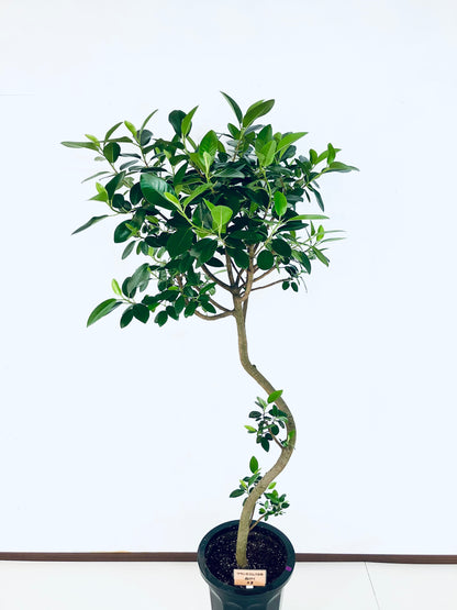 現品商品＠3 フランスゴム 10号（高さ：171cm、幅：80cm）