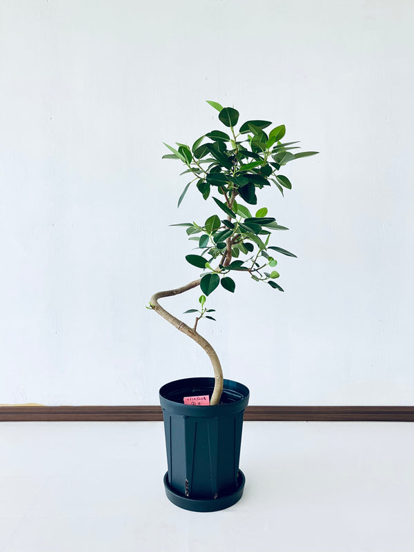 現品商品＠10T フランスゴム 6号（高さ：78cm、幅：33cm）【豊橋発送】