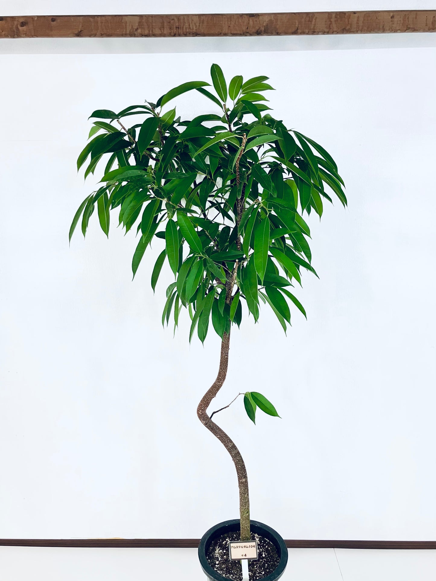現品商品＠4 アムステルダム 10号（高さ：190cm、幅：90cm）