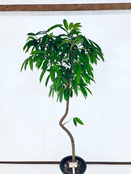 現品商品＠4 アムステルダム 10号（高さ：190cm、幅：90cm）