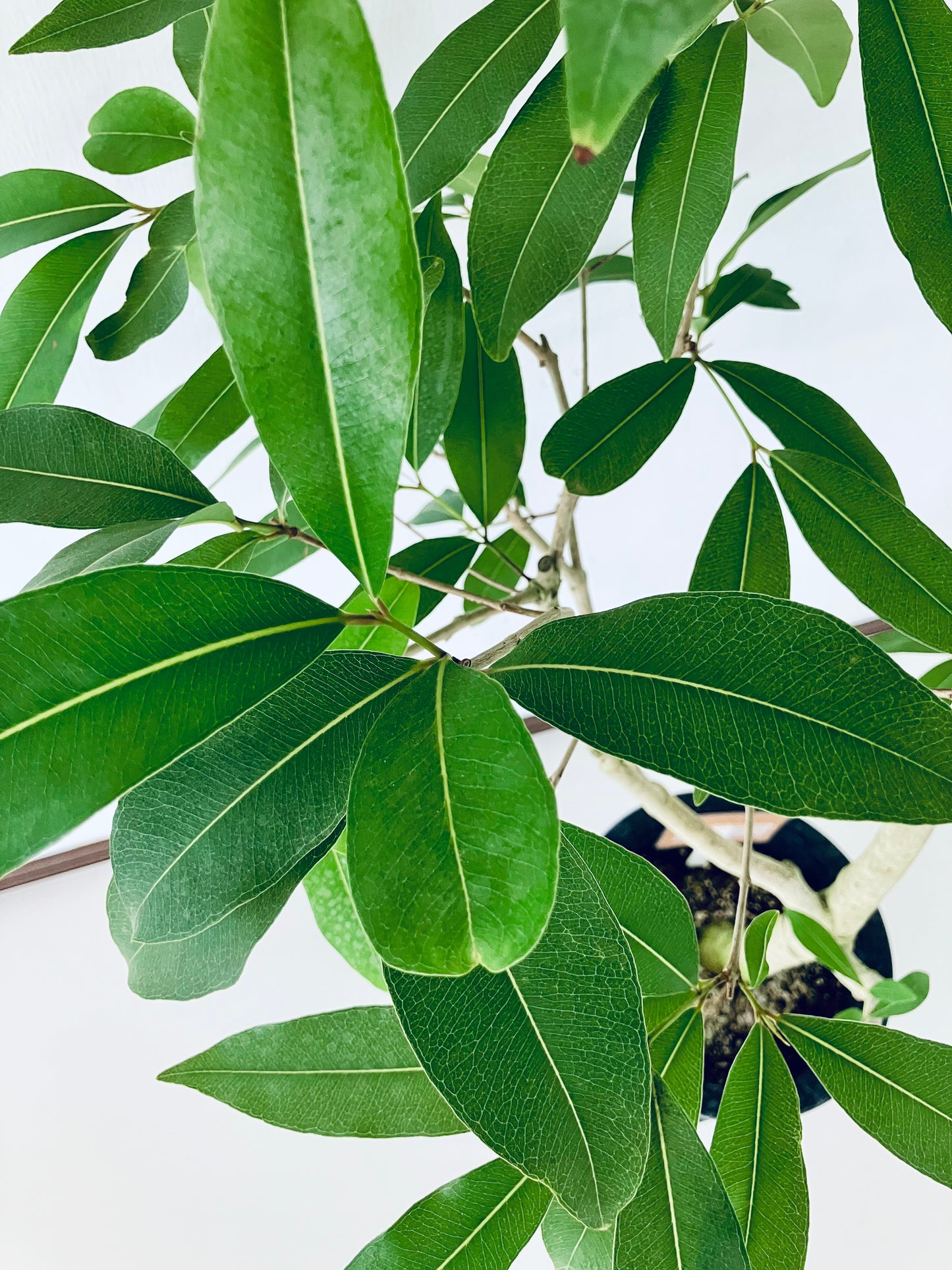 現品商品＠1 アマゾンオリーブ 8号（高さ：146cm、幅：85cm）