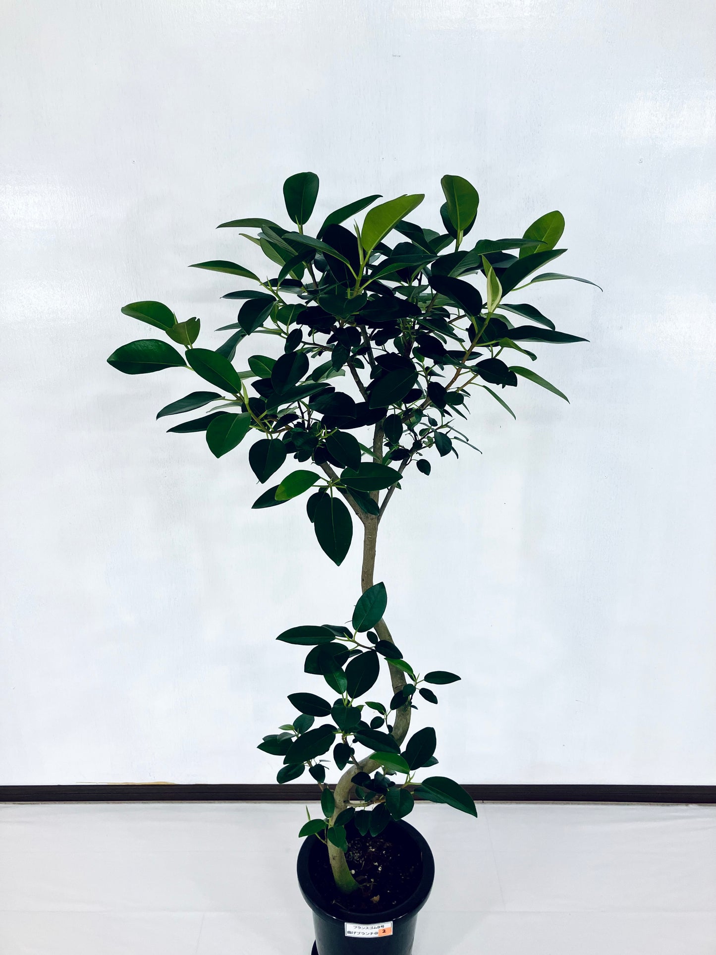 現品商品@2 フランスゴム 8号　曲げブランチ（高さ：143cm、幅：70cm）