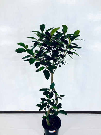 現品商品@2 フランスゴム 8号　曲げブランチ（高さ：143cm、幅：70cm）
