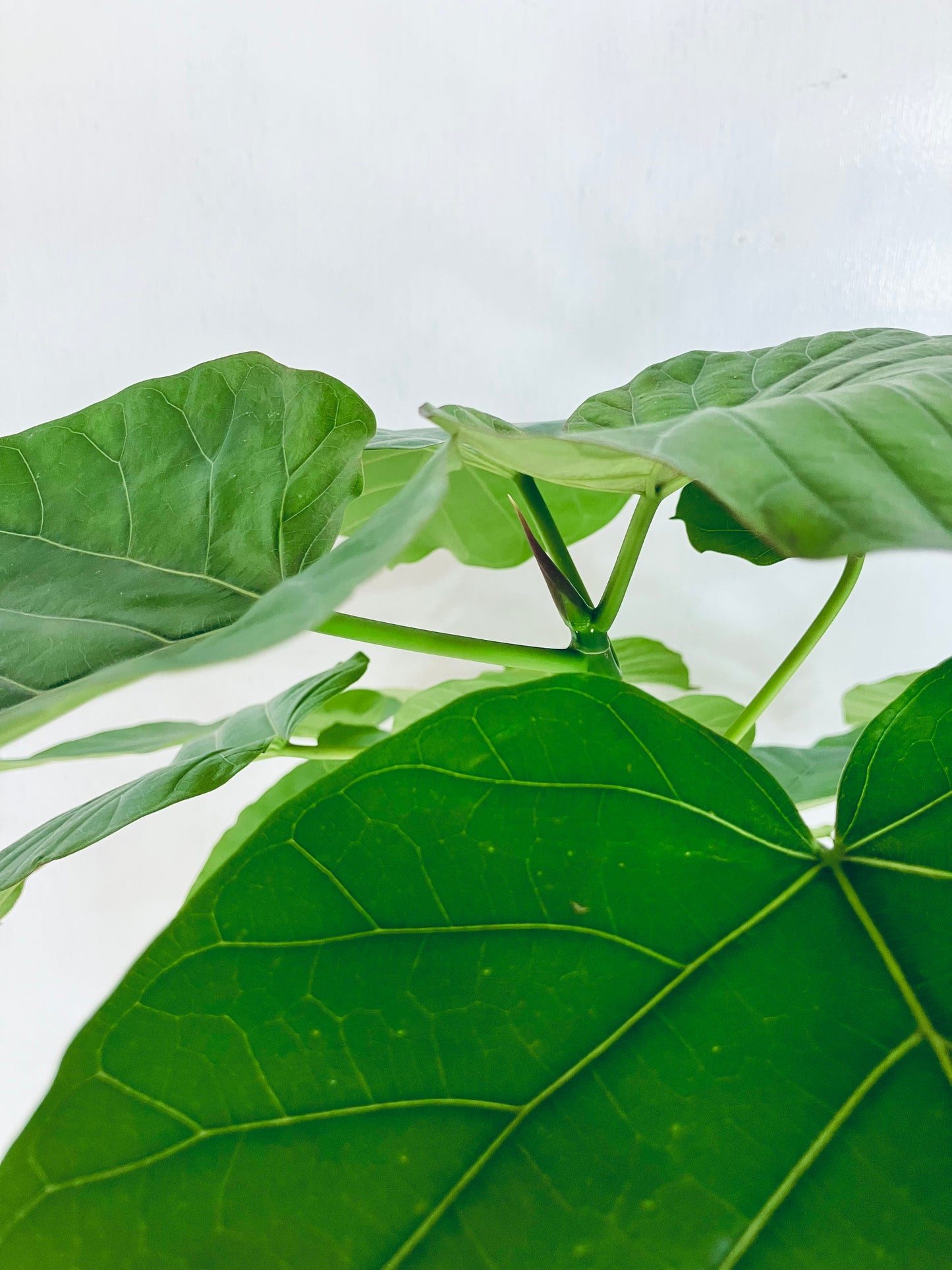 現品商品＠5 ウンベラータ 8号（高さ：145cm、幅：71cm）