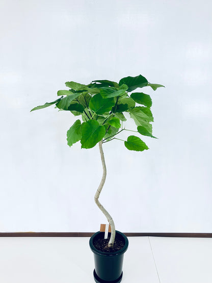 現品商品＠5 ウンベラータ 8号 曲がりМ（高さ：127cm、幅：80cm）