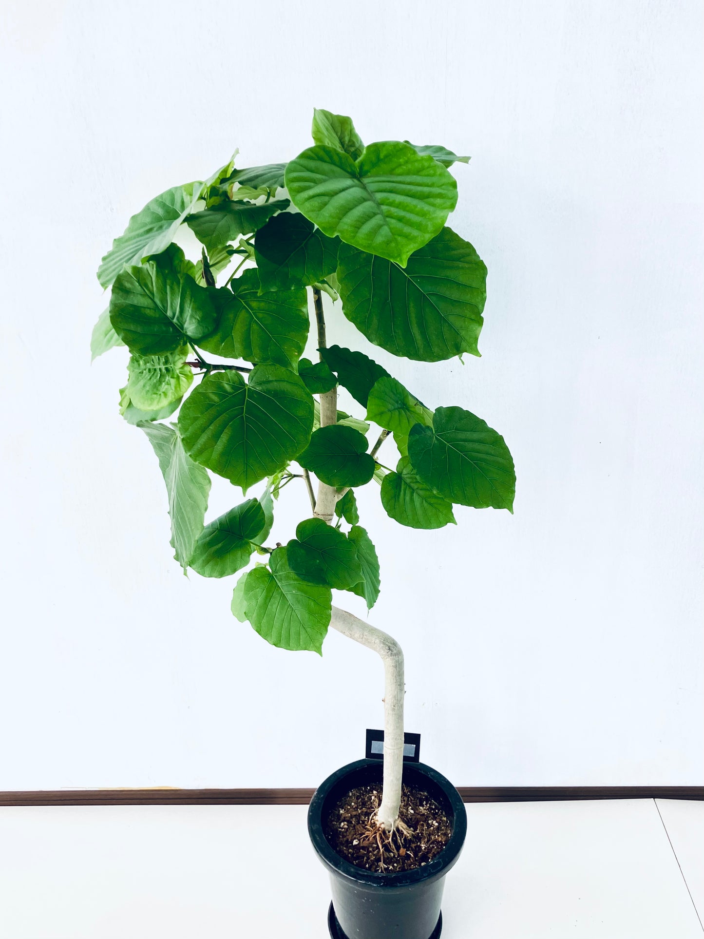 現品商品＠6 ウンベラータ 8号（高さ：131cm、幅：62cm）