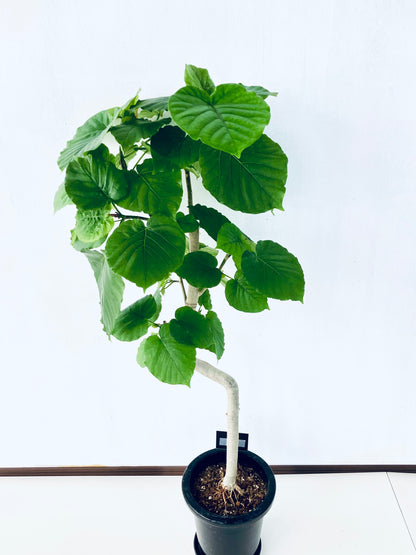 現品商品＠6 ウンベラータ 8号（高さ：131cm、幅：62cm）