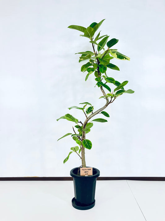 現品商品＠7 アルテシマ 8号（高さ：155cm 幅：80cm）