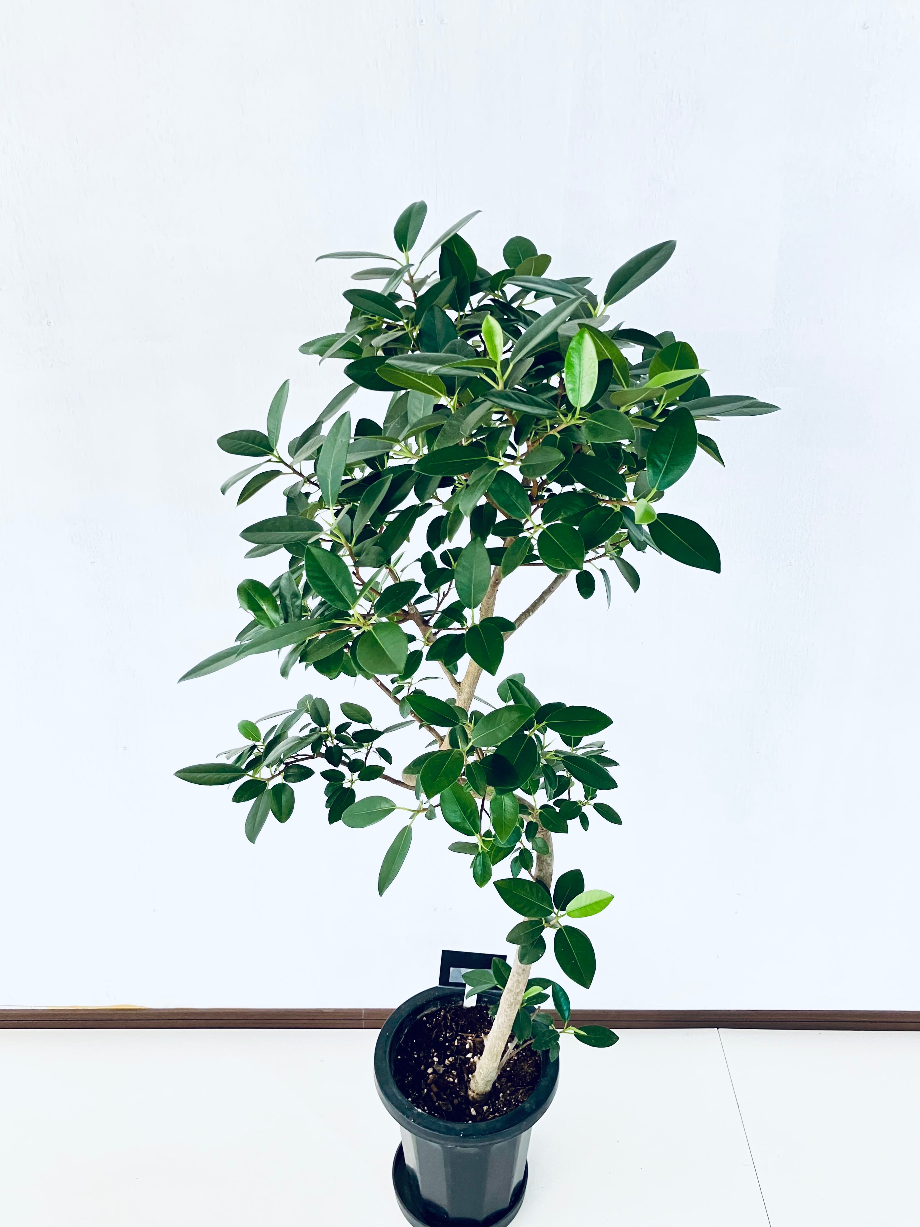 フィカス・フランスゴム8号の現品商品 | 観葉植物通販AONOKI（あおのき）