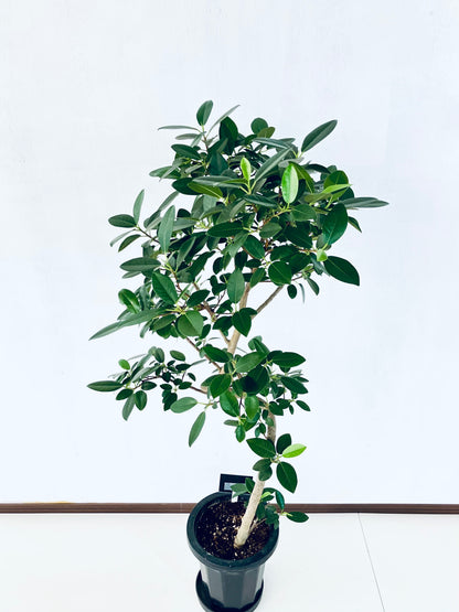 現品商品@5 フランスゴム 8号（高さ：129cm、幅：69cm）