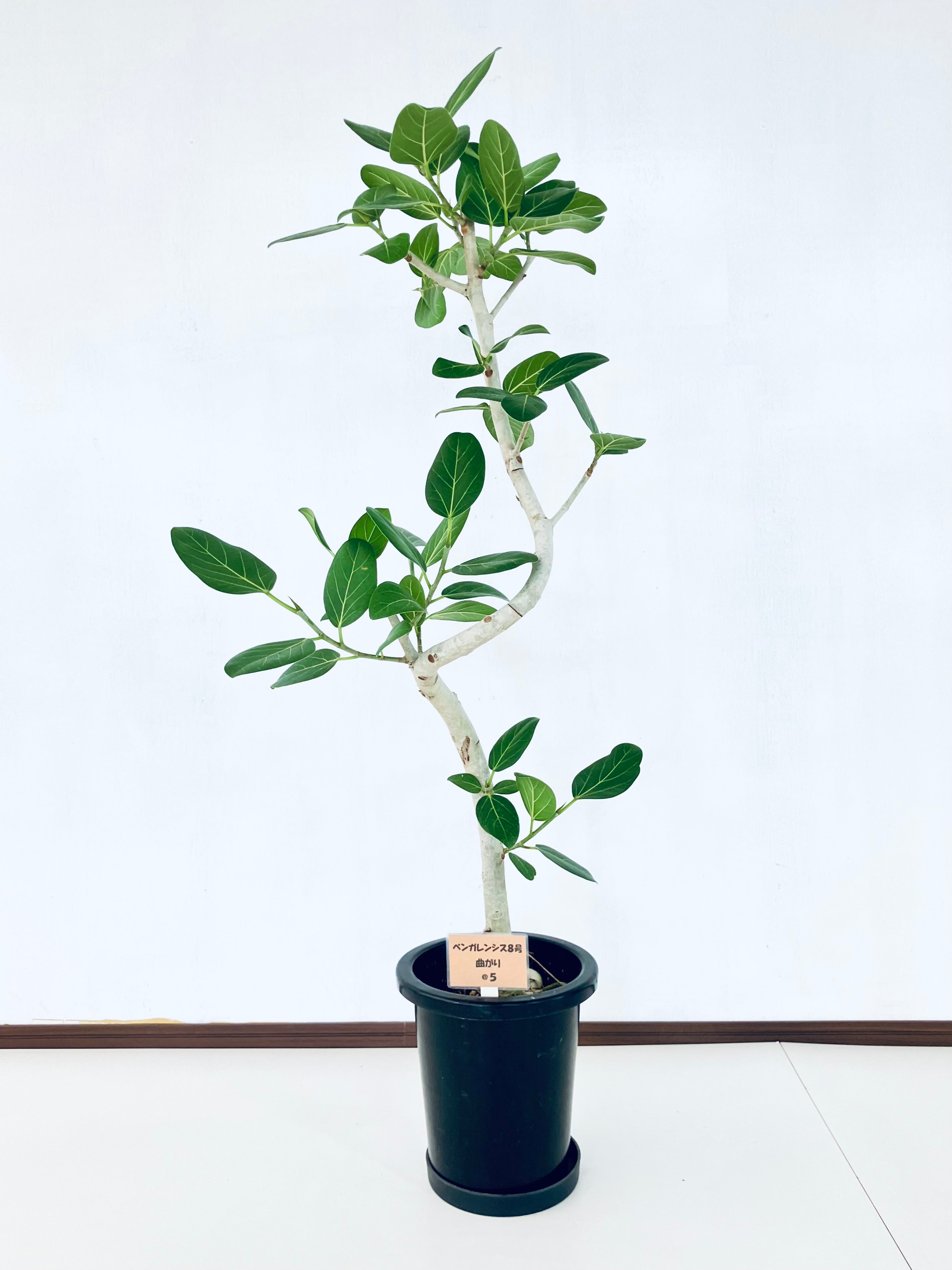 フィカス・ベンガレンシス 8号の現品商品 | 観葉植物通販AONOKI（あお