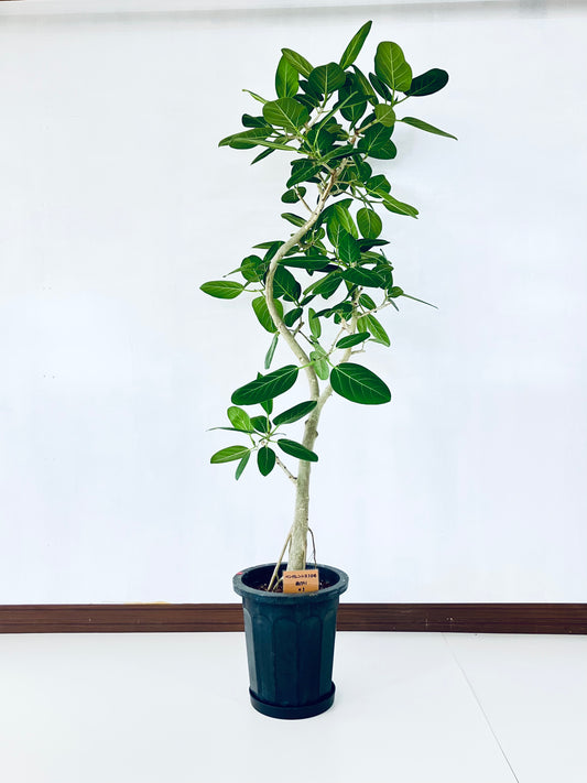現品商品@1 ベンガレンシス 10号（高さ：185cm、幅：85cm）
