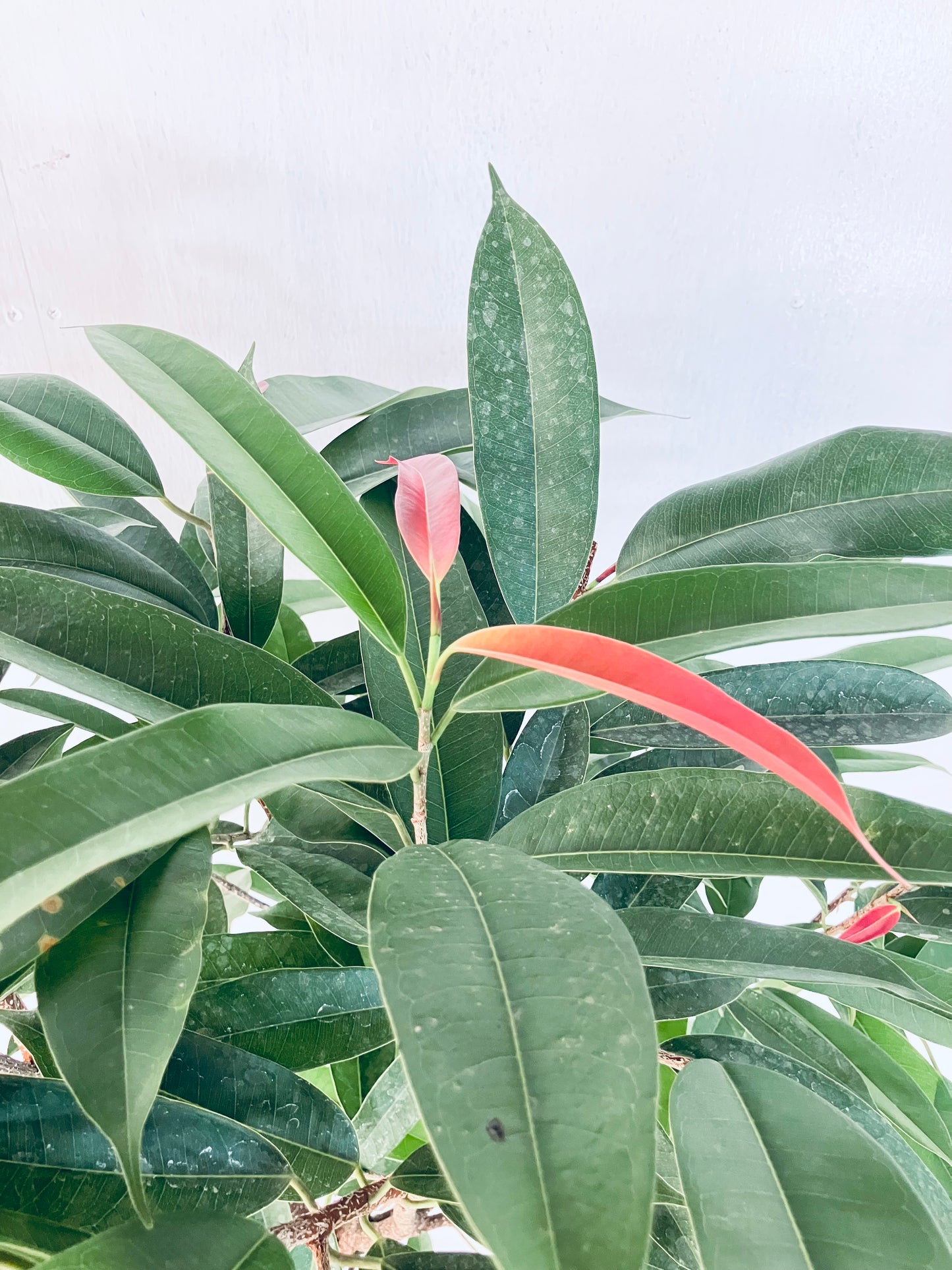 現品商品＠2 アムステルダム 8号（高さ：159cm、幅：90cm）