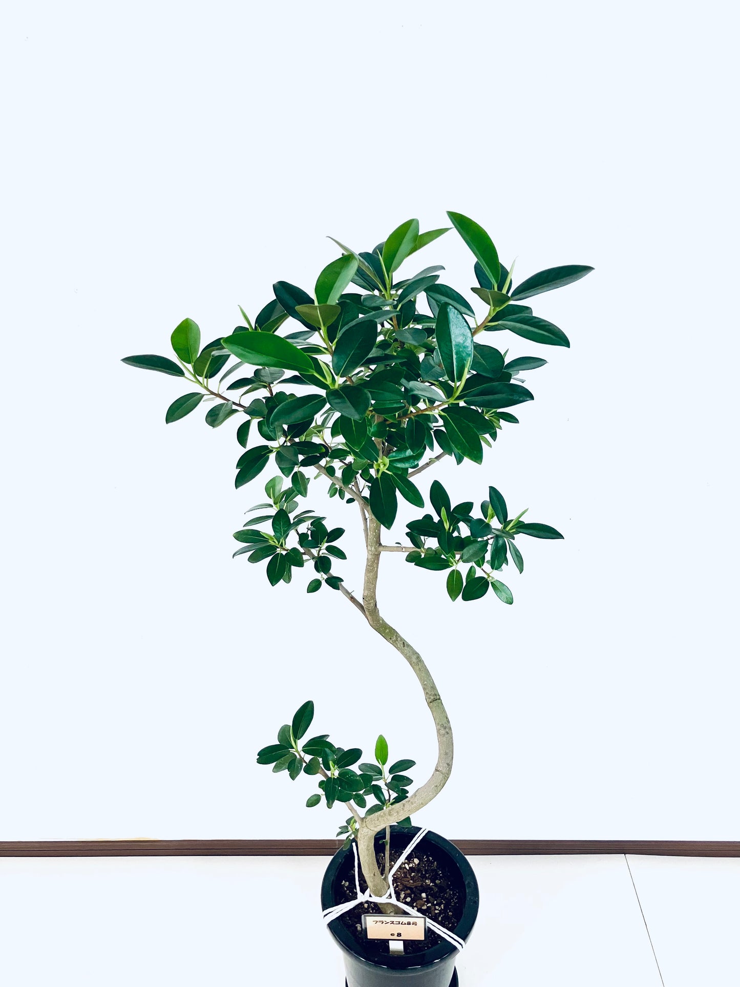 現品商品@8 フランスゴム 8号（高さ：130cm、幅：50cm）