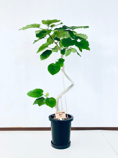 現品商品＠1 ウンベラータ 8号（高さ：120m、幅：80cm）