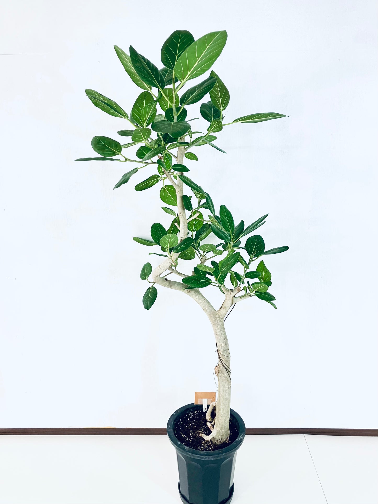 現品商品@1 ベンガレンシス 10号（高さ：173cm、幅：95cm）