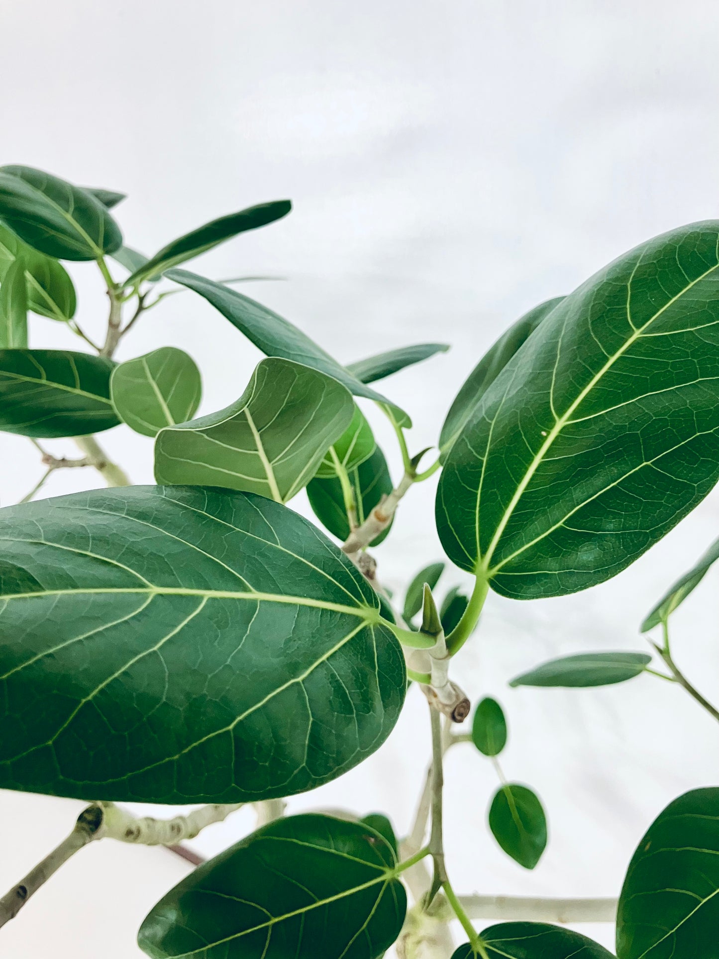 【Unique Form】ベンガレンシス 8号（高さ：132cm、幅：100cm）#7