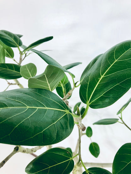 【Unique Form】ベンガレンシス 8号（高さ：132cm、幅：100cm）#7