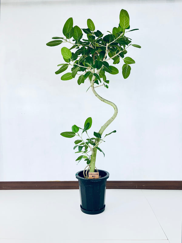 現品商品@2 ベンガレンシス 10号（高さ：170cm、幅：83cm）