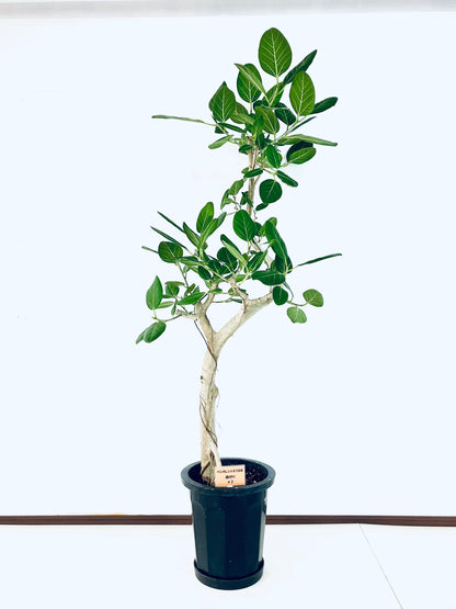 現品商品@1 ベンガレンシス 10号（高さ：173cm、幅：95cm）