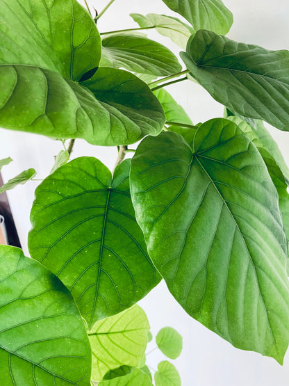 現品商品＠4 ウンベラータ 10号（高さ：185cm、幅：110cm）