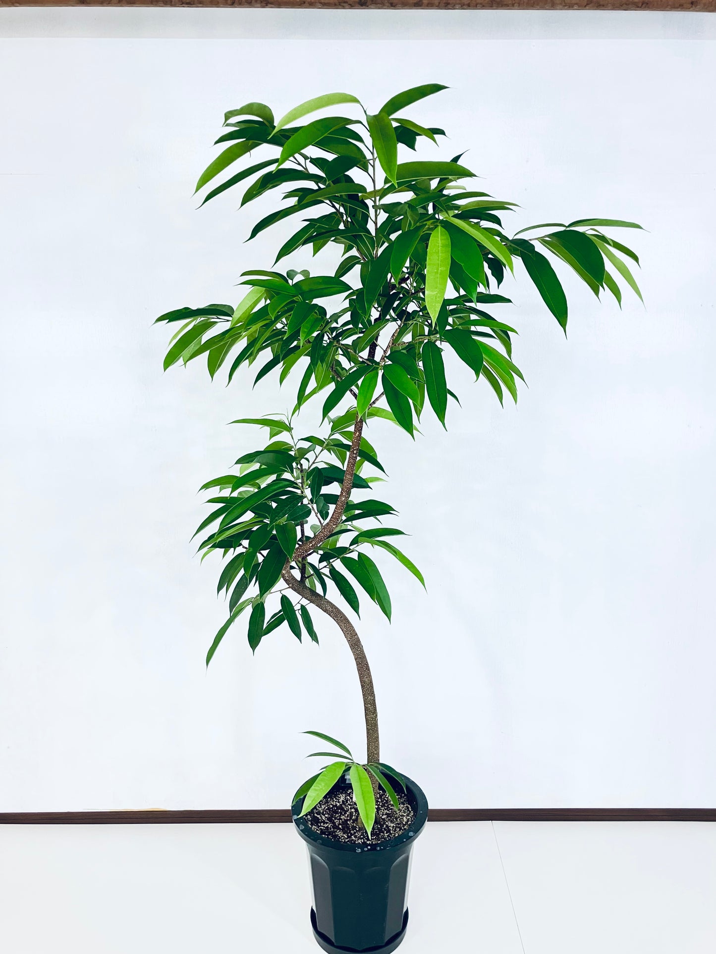 現品商品＠1 アムステルダム 10号（高さ：180cm、幅：100cm）