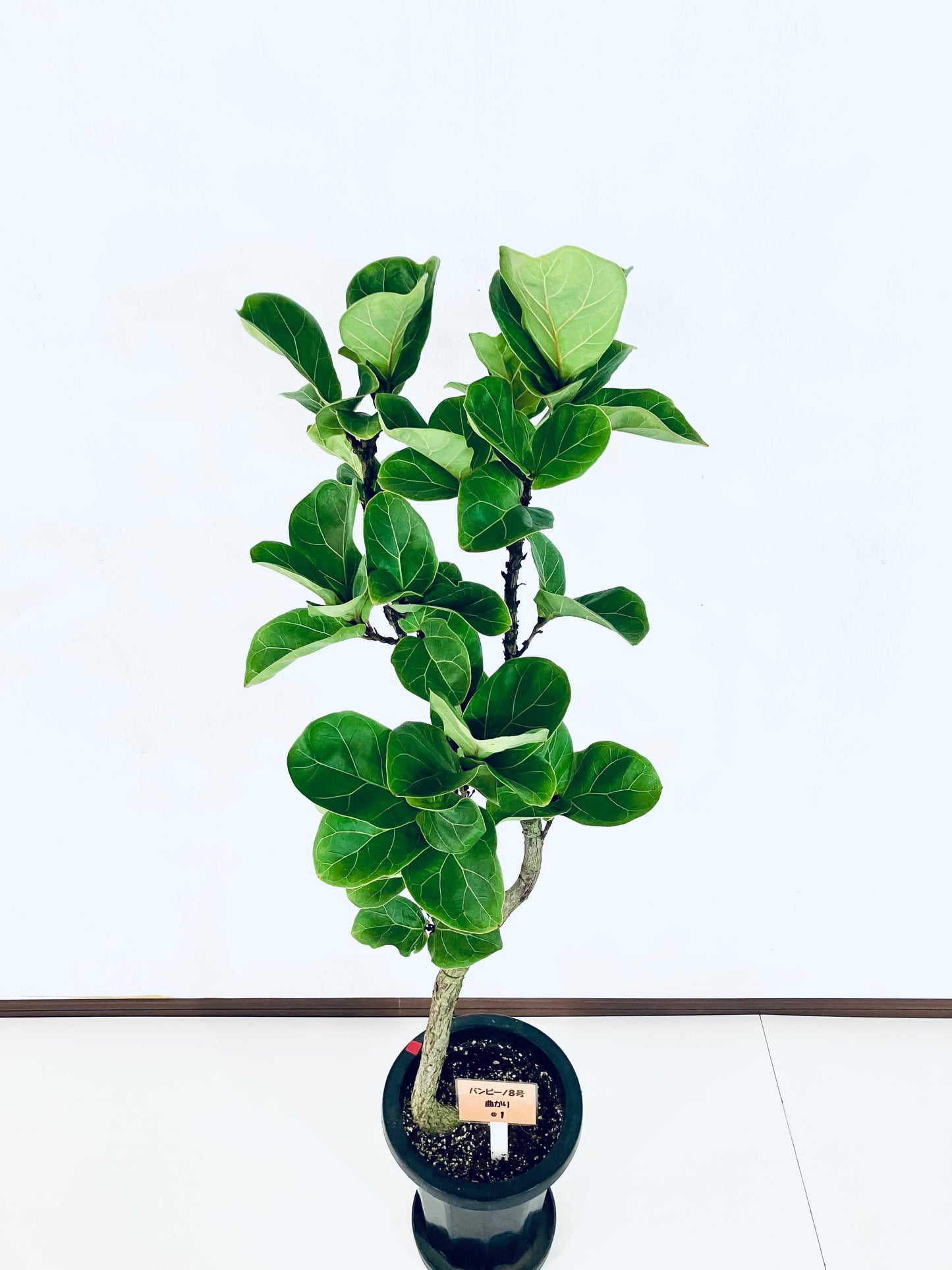 現品商品＠1 バンビーノ 8号（高さ：127cm、幅：41cm）