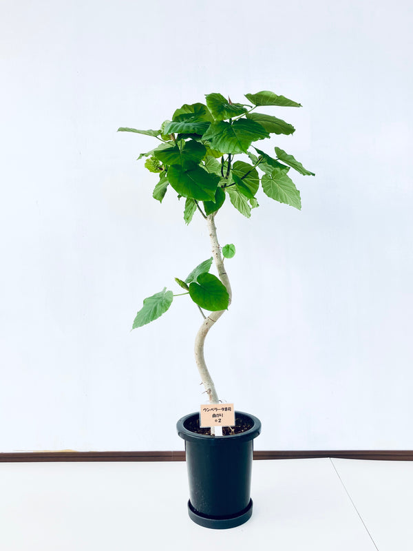 現品商品＠2 ウンベラータ8号（高さ：124cm、幅：69cm）