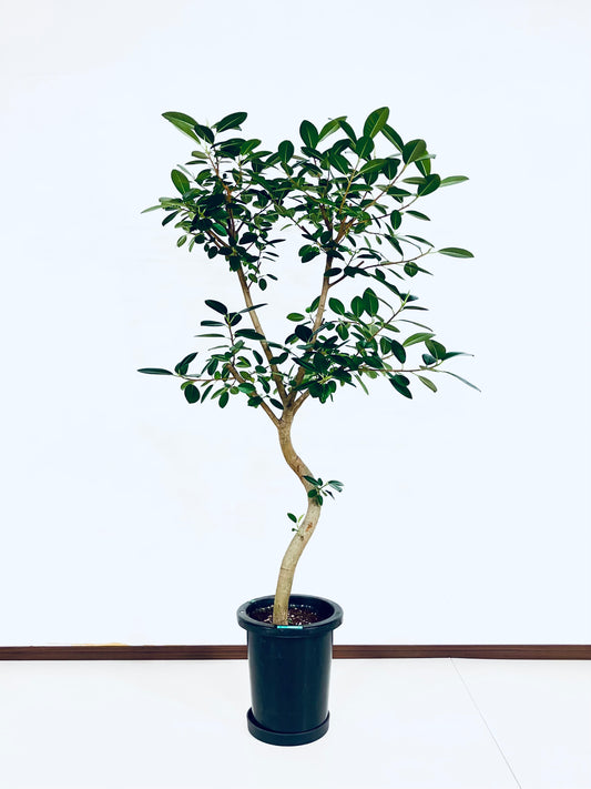 【Unique Form】フランスゴム 8号（高さ：145cm、幅：75cm）#11