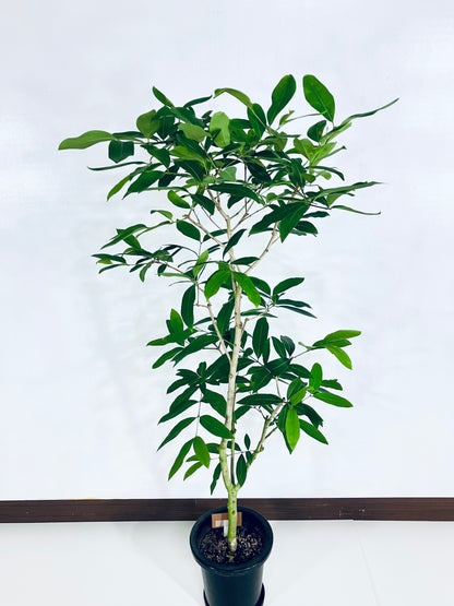 現品商品＠2 アマゾンオリーブ 8号（高さ：150cm、幅：70cm）