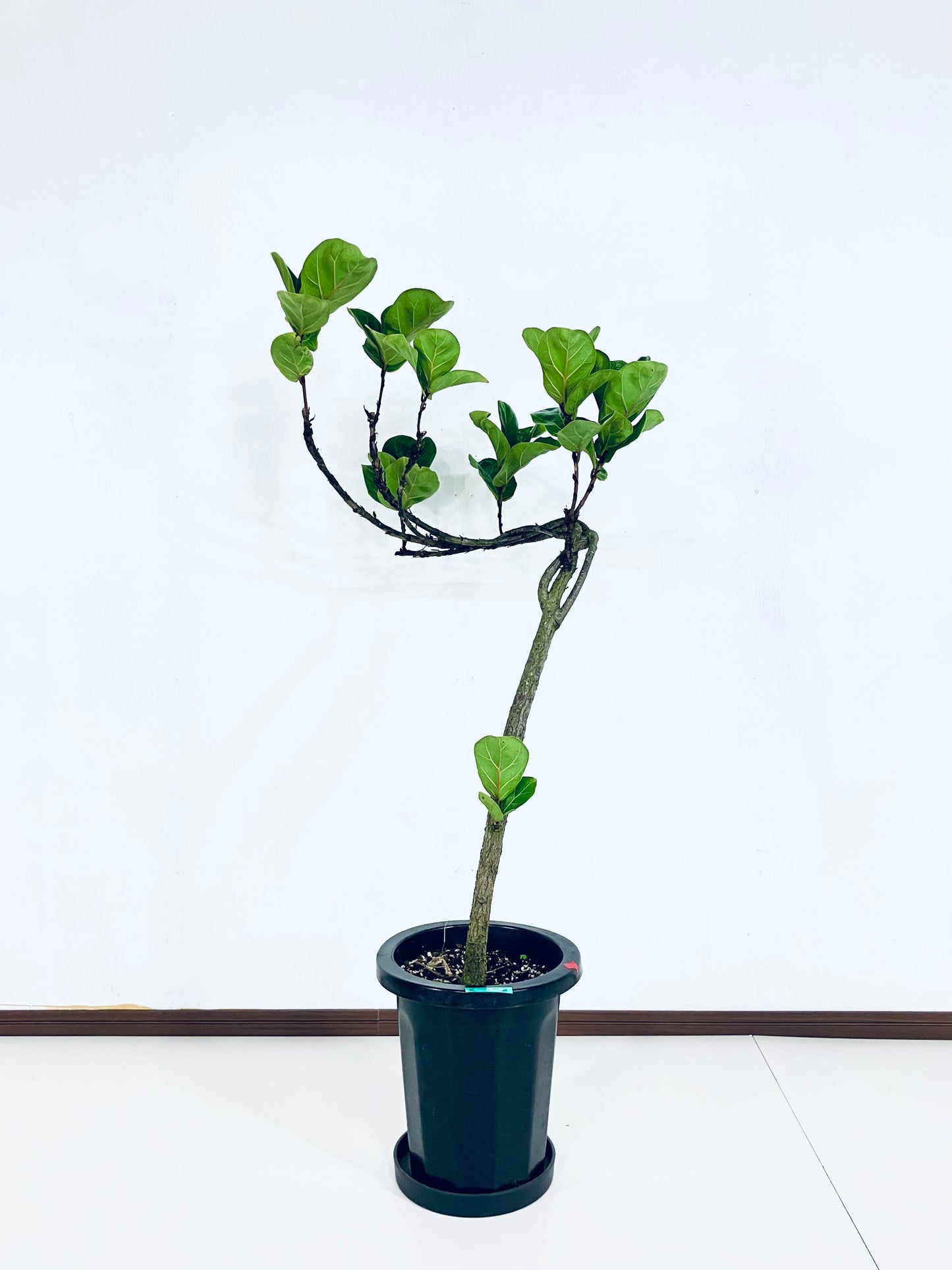 【Unique Form】バンビーノ 8号（高さ：102cm、幅：50cm）#13