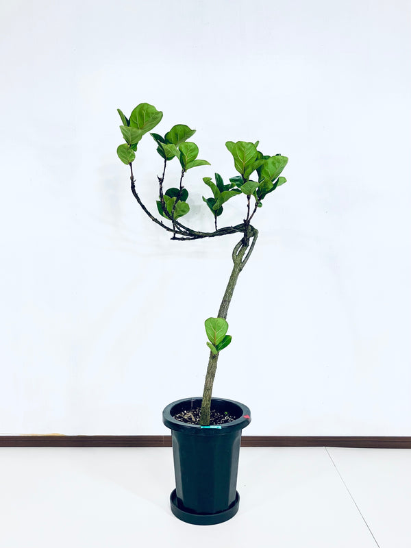 【Unique Form】バンビーノ 8号（高さ：102cm、幅：50cm）#13