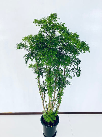 現品商品@1 ポリシャス・スターシャ 8号（高さ：150cm、幅：75cm）