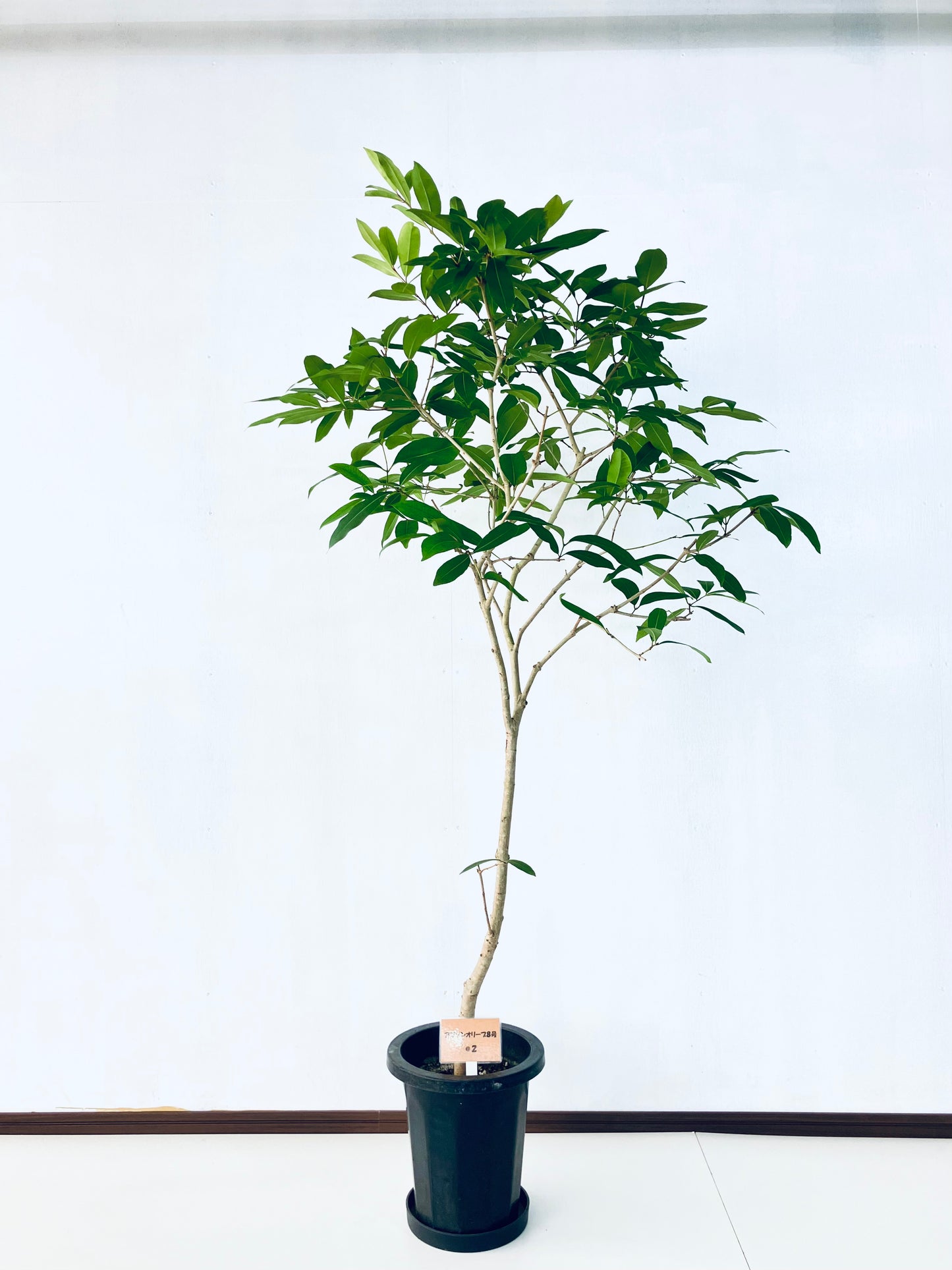 現品商品＠2 アマゾンオリーブ 8号（高さ：158cm、幅：85cm）