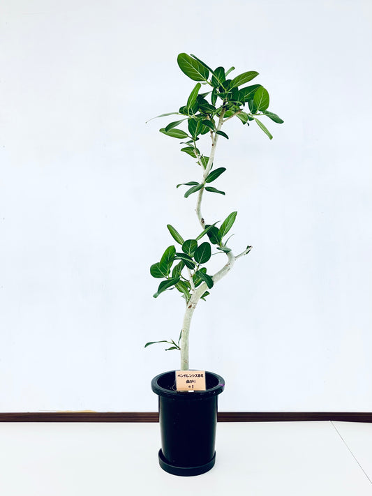 現品商品＠1 ベンガレンシス 8号（高さ：136cm、幅：57cm）