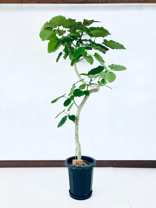 現品商品＠4 ウンベラータ 10号（高さ：182cm、幅：92cm）