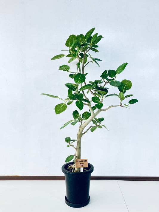 現品商品＠2 ベンガレンシス 8号（高さ：130cm、幅：70cm）