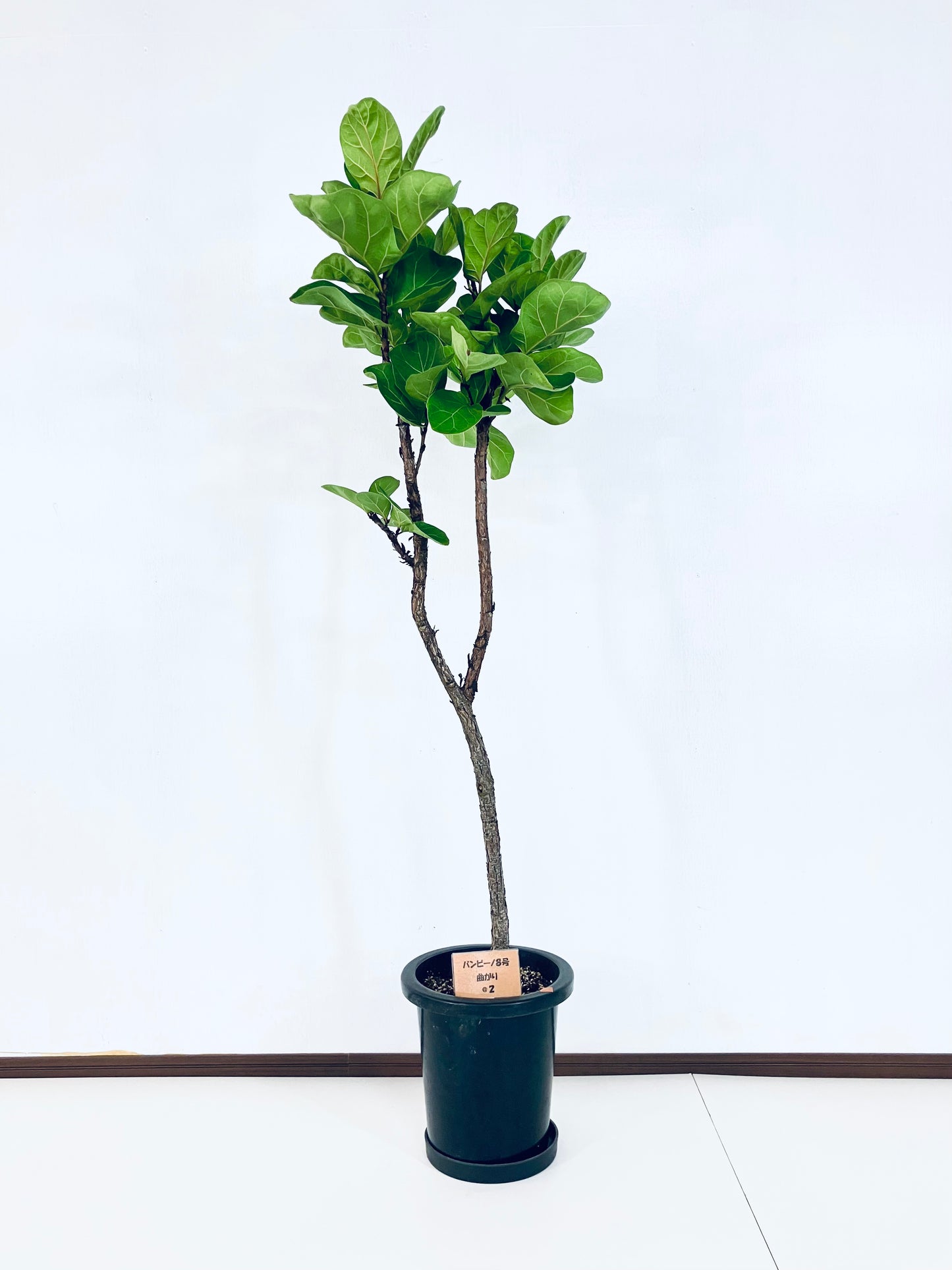 現品商品＠2 バンビーノ 8号（高さ：144cm、幅：40cm）