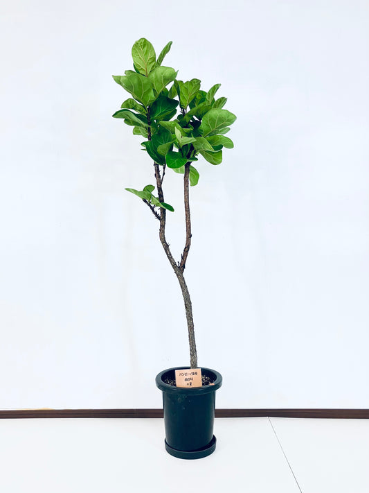 現品商品＠2 バンビーノ 8号（高さ：144cm、幅：40cm）