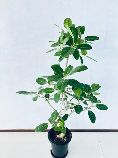 現品商品＠5 ベンガレンシス 8号（高さ：134cm、幅：90cm）