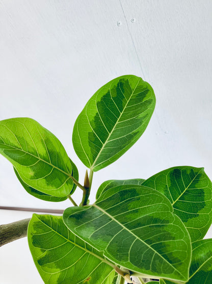 現品商品＠7 アルテシマ 8号（高さ：136cm 幅：68cm）